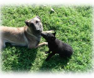 photo Centre canin de la valle de la creuse Couches 2622