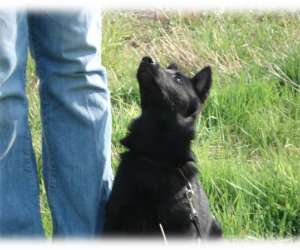 photo Centre canin de la valle de la creuse Couches 2624