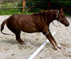 photo Luna's farm Montceau Les Mines 2650