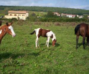 photo Elevage des burchres Aze 3684