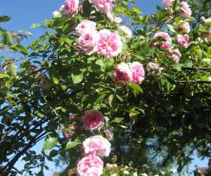 photo Abbaye de beze, son parc et son jardin de fleurs  Beze 5510