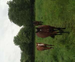 photo Centre �questre, �curie, pension chevaux, location chevaux Auxonne 5043