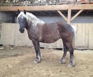 photo Poney club de saint-christophe St Christophe En Bresse 5614