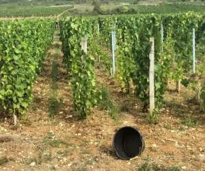 Sur Les Pas Du Vigneron