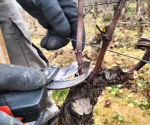 photo Sur les pas du vigneron Santenay 6101