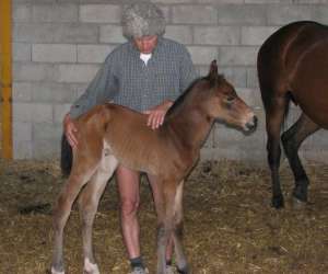 photo Poney club / centre questre du moulin Villaines Les Prevotes 3304
