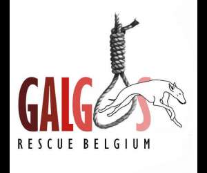 Galgos Rescue Belgium