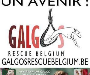 photo Galgos rescue belgium Hannut 7480