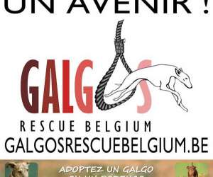 photo Galgos rescue belgium Hannut 7481