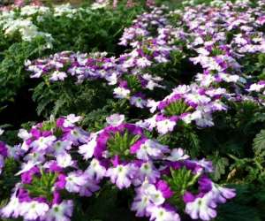 photo Les jardins saint michel Glimes 7634