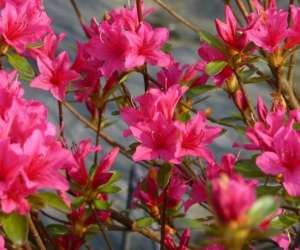 photo Les jardins saint michel Glimes 7635