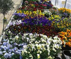 photo Les jardins saint michel Glimes 7636