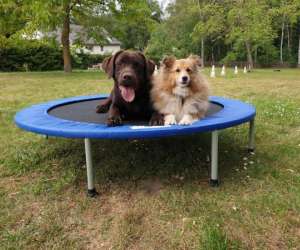 photo  canischola  education et comportements canins Wavre 11837