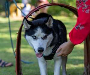 photo  canischola  education et comportements canins Wavre 11840