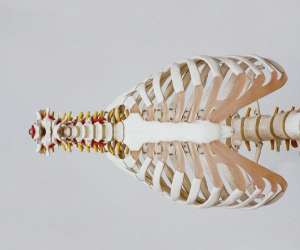 Osteopathy Brussels Osteopathy Brussels