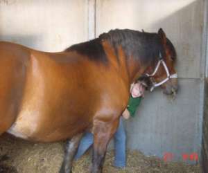 photo Ferme du champ robin Saint-hubert 6313