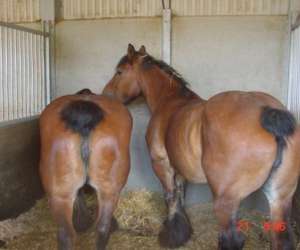 photo Ferme du champ robin Saint-hubert 6314