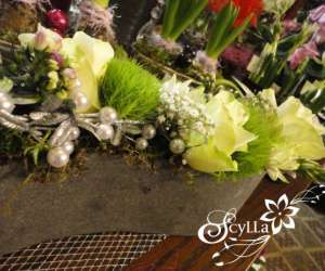 photo Scylla Lige 9935