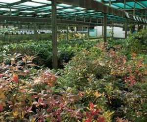 photo Coquette p (garden center) sprl Rhode-saint-genese 6736