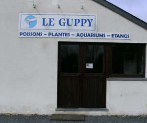 photo Guppy (le) Lacuisine 3398