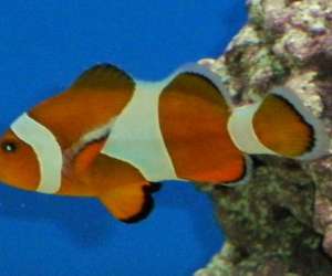 photo Guppy (le) Lacuisine 3400