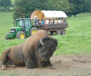 Bison Ranch Orchimont Sprl