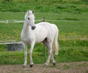 Poney-club & Centre Equestre Des Jonquires