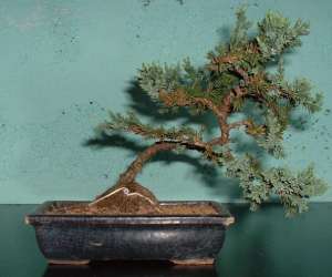 photo Le bonsarium Binche 4231