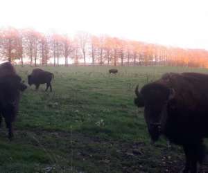 photo Gte le grand pr Bastogne 12851