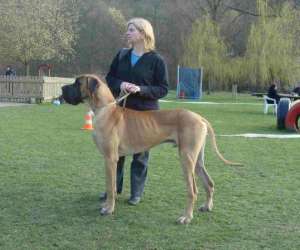 photo Elevage dogue allemand Vezon 4639