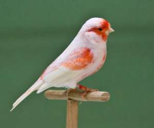 photo Animalerie oiseaux passion Saillon 712