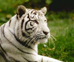 photo Zooparc de beauval St Aignan 5462
