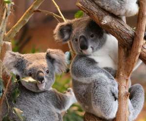 photo Zooparc de beauval St Aignan 5463