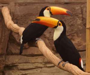 photo Zooparc de beauval St Aignan 5464