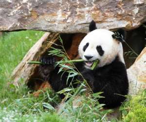 photo Zooparc de beauval St Aignan 5466