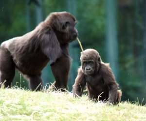 photo Zooparc de beauval St Aignan 5467