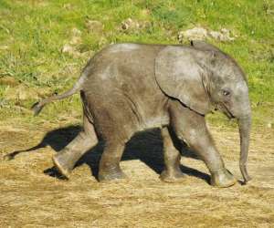photo Zooparc de beauval St Aignan 5468