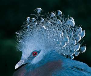 photo Zooparc de beauval St Aignan 5469