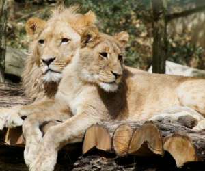photo Zooparc de beauval St Aignan 5470