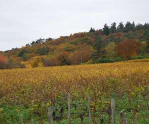 photo Domaine viticole pascal lambert Cravant Les Coteaux 4618