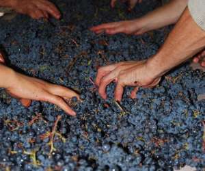 photo Domaine viticole pascal lambert Cravant Les Coteaux 4620