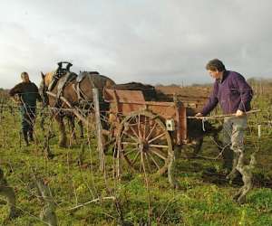 photo Domaine viticole pascal lambert Cravant Les Coteaux 4621