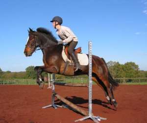 photo Centre equestre - rio javar, Farges Allichamps 5708