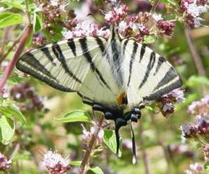 photo Rendez-vous aux jardins,  l'herboretum St Ay 6240