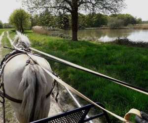 photo Cool attelage Selles Sur Cher 7082