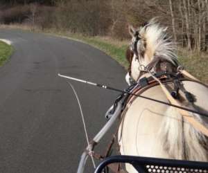 photo Cool attelage Selles Sur Cher 7084