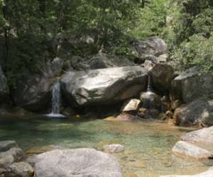 photo Corsica forest Porto Vecchio 2351