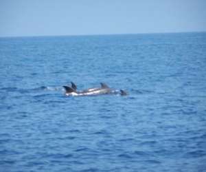 photo Ctf balagne location bateau Lumio 2604