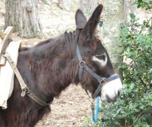 photo Centre questre randonne location anes et chevaux Soccia 3309
