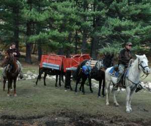 Centre Equestre Location D Ane Et Poney